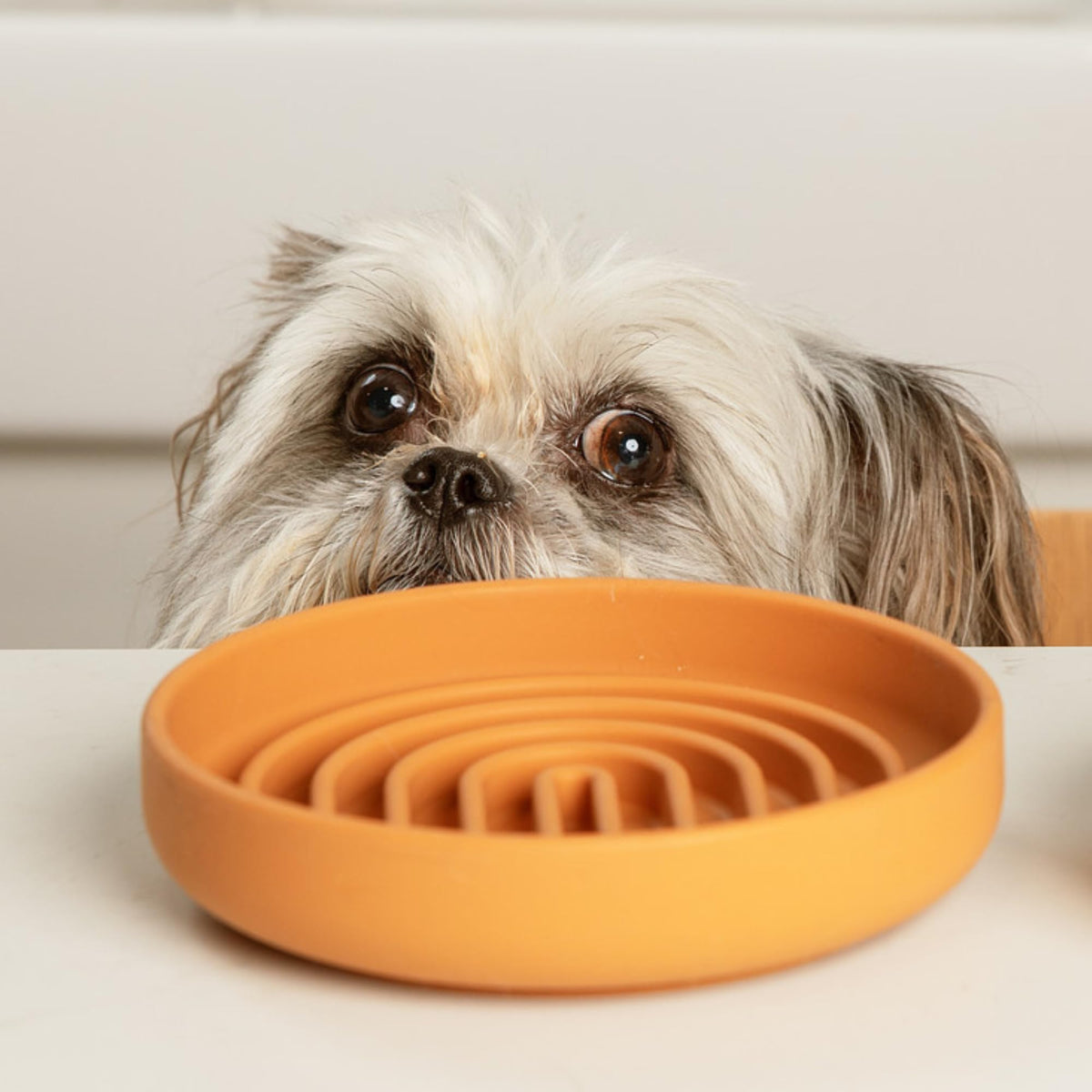 Slow Feeder Dog Bowls - Small Size Silicone Slow Eating Dog Bowl for Puppies & Dogs with Suction Cup -Dishwasher-Safe, Lick Mat Design, Reduces Gulping, for All Breeds, 6”x1.25”- Sage