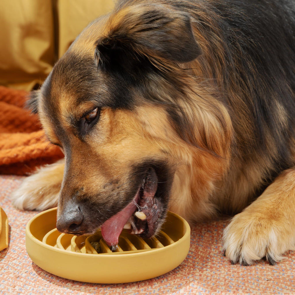 Slow Feeder Dog Bowls - Small Size Silicone Slow Eating Dog Bowl for Puppies & Dogs with Suction Cup -Dishwasher-Safe, Lick Mat Design, Reduces Gulping, for All Breeds, 6”x1.25”- Sage