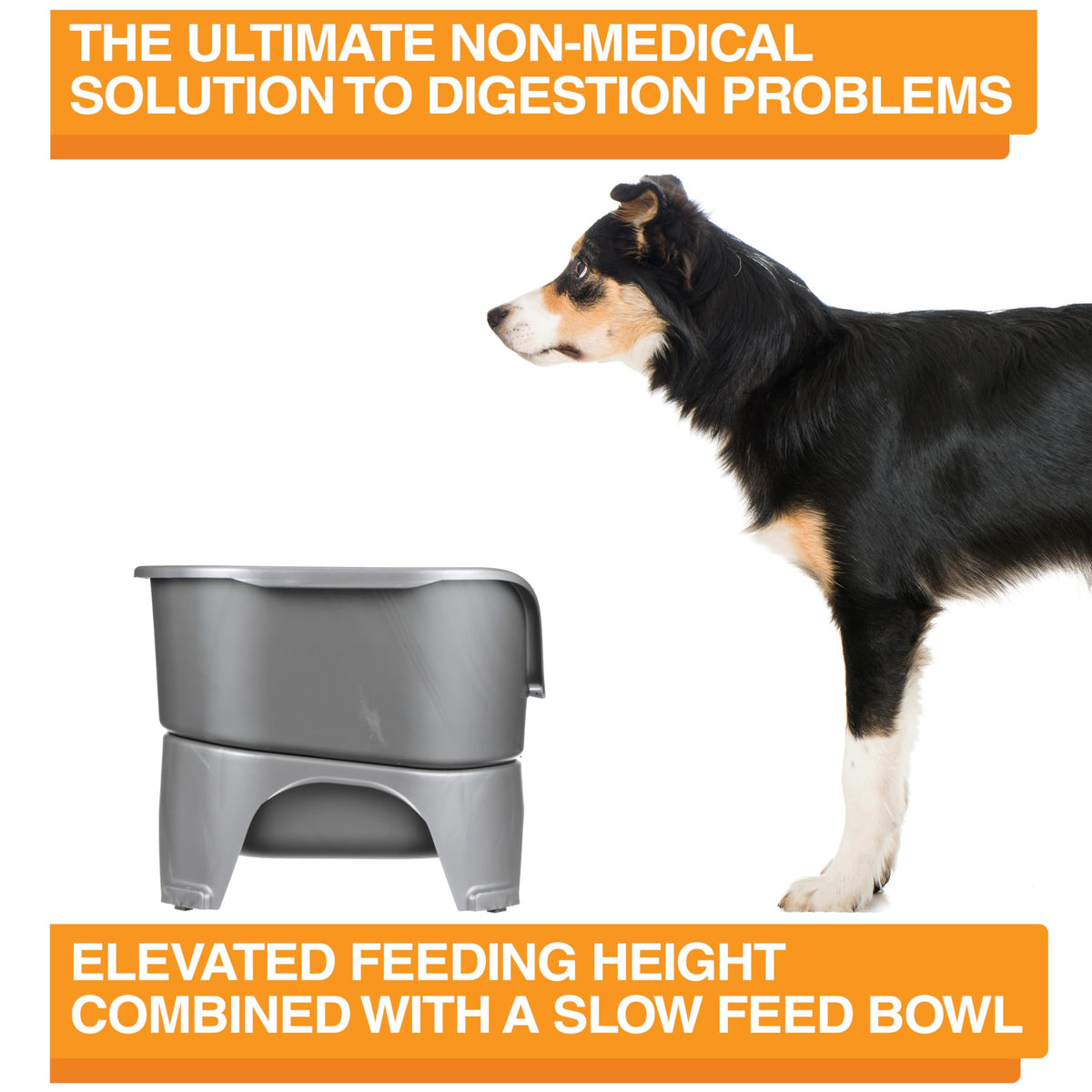 Neater Feeder Express Mess Proof Dog Bowls Elevated for Small Breeds Under 15 Lb, Made in USA, No Spill Raised Dog Food Bowl Stand, Stainless Steel Food and Water Bowl Set, Feeding Station, Grey