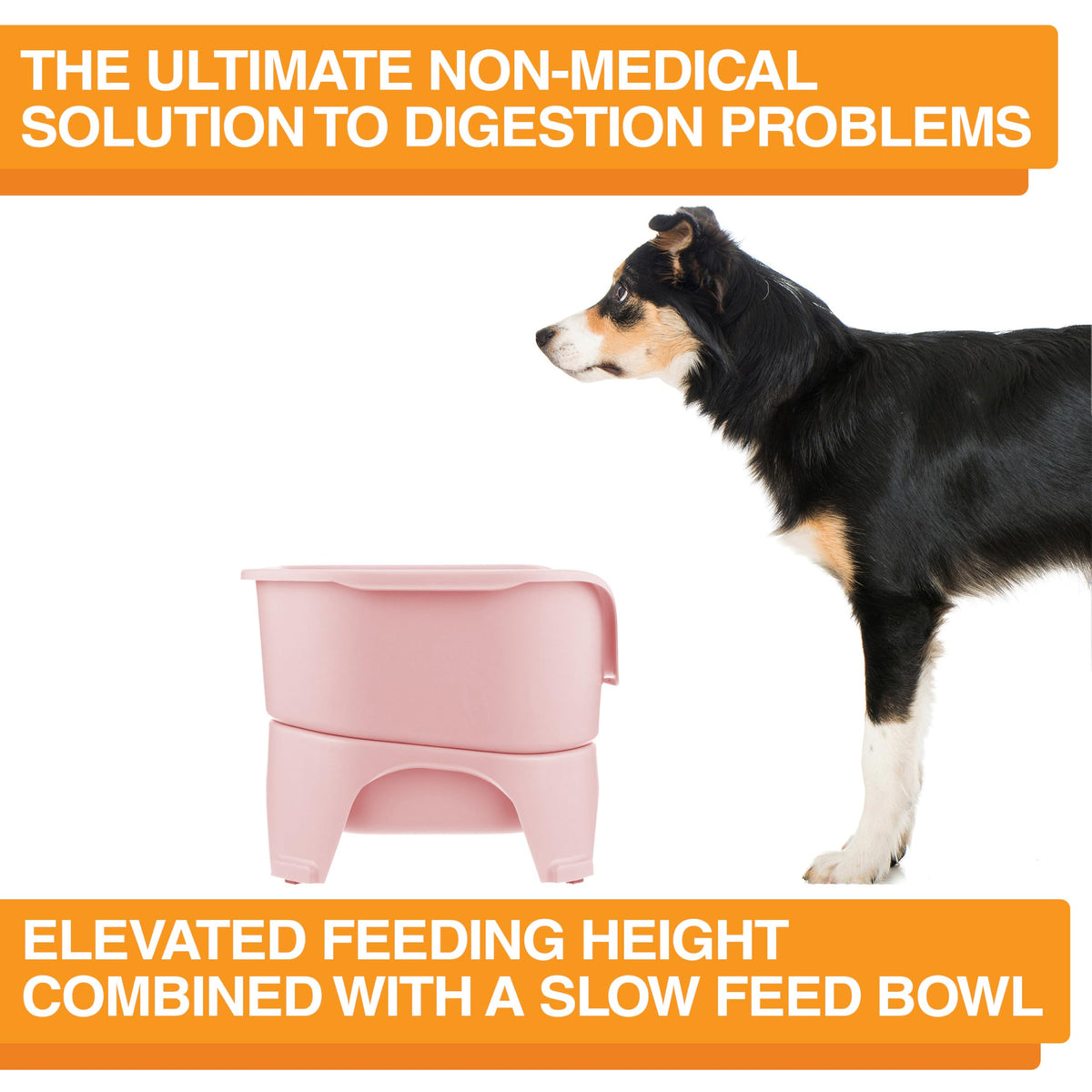 Neater Feeder Express Mess Proof Dog Bowls Elevated for Small Breeds Under 15 Lb, Made in USA, No Spill Raised Dog Food Bowl Stand, Stainless Steel Food and Water Bowl Set, Feeding Station, Grey