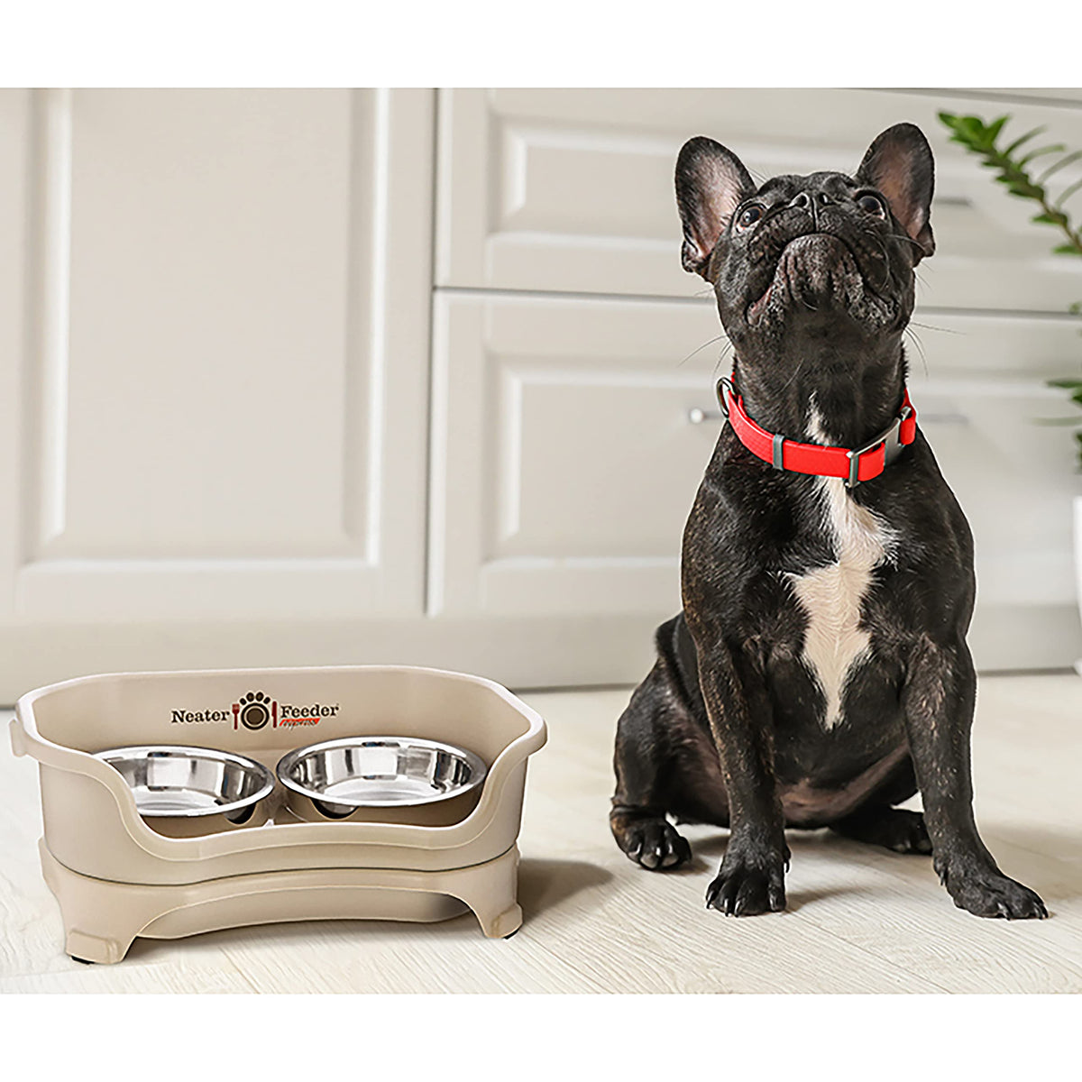 Neater Feeder Express Mess Proof Dog Bowls Elevated for Small Breeds Under 15 Lb, Made in USA, No Spill Raised Dog Food Bowl Stand, Stainless Steel Food and Water Bowl Set, Feeding Station, Grey